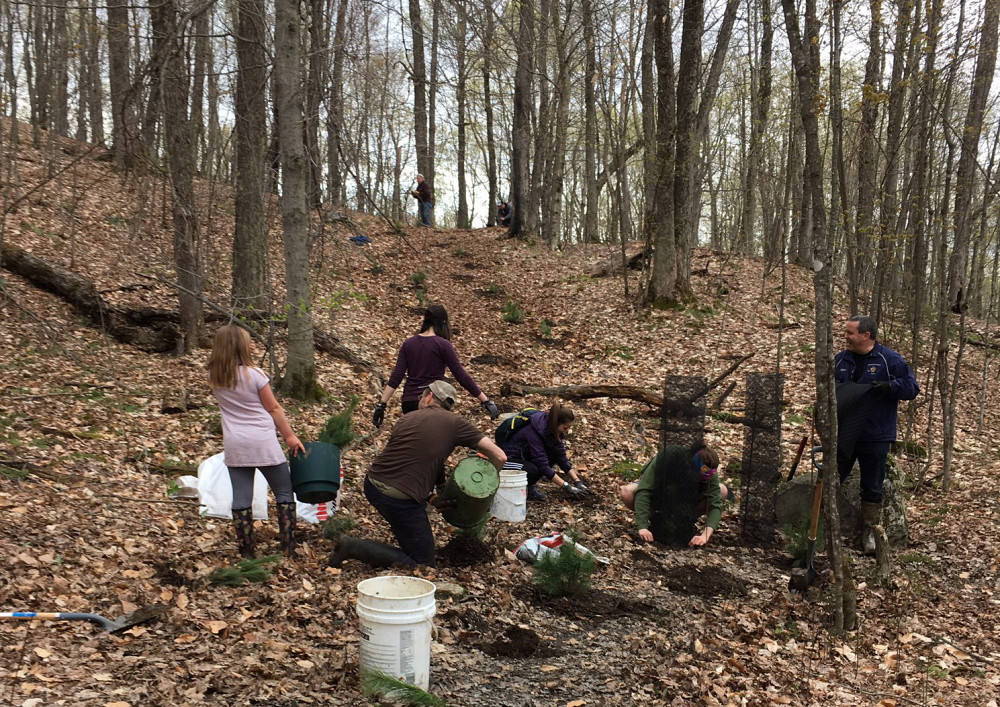 Quelque 200 nouveaux arbres ont permis de fermer et de v&eacute;g&eacute;taliser un sentier probl&eacute;matique au mont Bellevue.