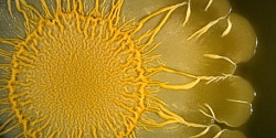 Un soleil microbien pour mettre la recherche en lumière