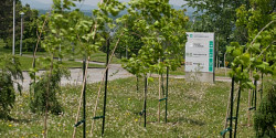 Plus de 225 arbres plantés sur le Campus principal