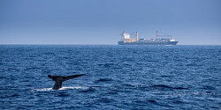 Réduire le bruit des navires pour protéger les mammifères marins