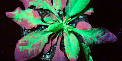 Des plantes qui brillent dans le noir