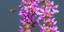 L’Université de Sherbrooke, l’amie des abeilles