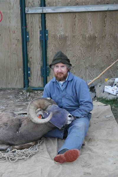 Le professeur Marco Festa-Bianchet avec un mâle de 9 ans en juin 2007 (le masque permet de calmer le mouflon durant les mesures). Le mouflon a été tué le dernier jour de la saison de chasse en 2007 parce que ses cornes étaient «full curl».