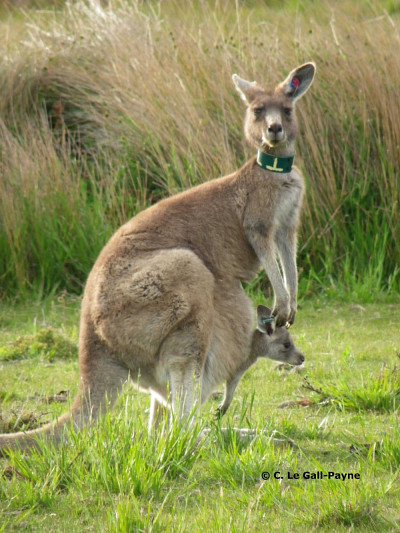 Mère kangourou avec un petit adopté.