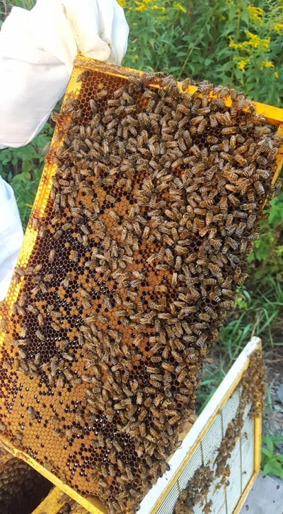 Un cadre d'abeilles en pleine saison apicole.