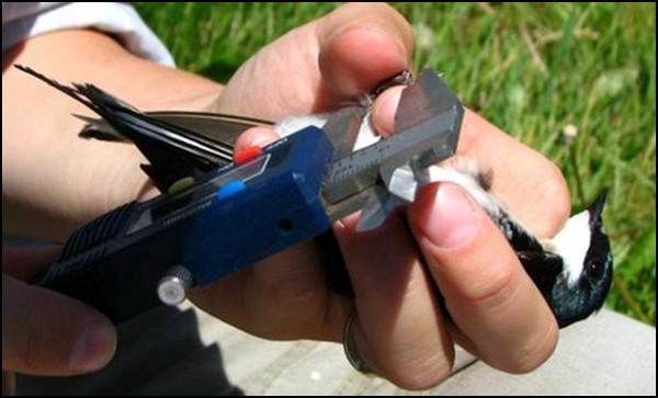 Prise de mesure sur l'hirondelle bicolore.
