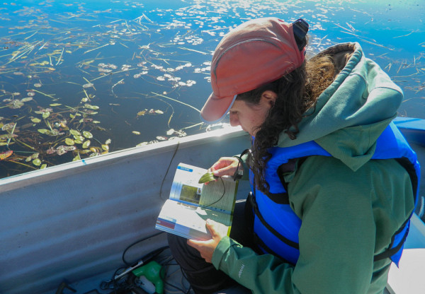 Une des étudiantes impliquées dans la Clinique en pleine action. Marie Durand identifie les différentes plantes aquatiques en vue de vérifier s’il s’agit de plantes envahissantes.