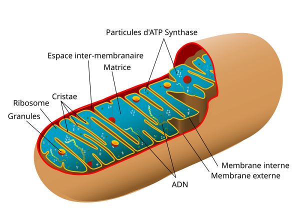 La mitochondrie est un compartiment interne pr&eacute;sent dans la plupart des cellules eucaryotes (qui poss&egrave;dent un noyau). Souvent surnomm&eacute;e &laquo;&nbsp;centrale &eacute;nerg&eacute;tique&nbsp;&raquo;, sa fonction principale est de produire l'ad&eacute;nosine triphosphate (ATP), la mol&eacute;cule qui fournit l&rsquo;&eacute;nergie n&eacute;cessaire aux activit&eacute;s cellulaires. Elle poss&egrave;de une double membrane &agrave; l&rsquo;int&eacute;rieur de laquelle se trouve la matrice mitochondriale, riche en enzymes, en ribosomes et en ADNmt.