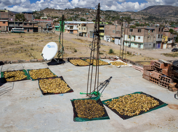Patates s&eacute;chant sur un toit