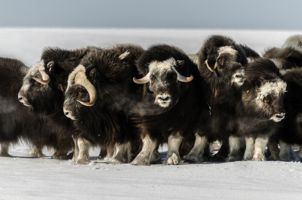 Les bœufs musqués de l'Arctique, photo prise par Joëlle Voglimacci-S. lors d’une campagne terrain à Herschel Island dans le cadre sa maîtrise dirigée par le Pr Alexandre Langlois.