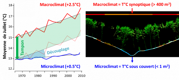 Illustration du tampon microclimatique et du découplage entre microclimat sous couvert forestier et macroclimat hors couvert forestier. L’image de droite, co-réalisée par Tarek Hattab et Jonathan Lenoir, correspond à une coupe verticale dans un nuage de points LiDAR en Forêt Domaniale de Compiègne. (Source : Office National des Forêts)