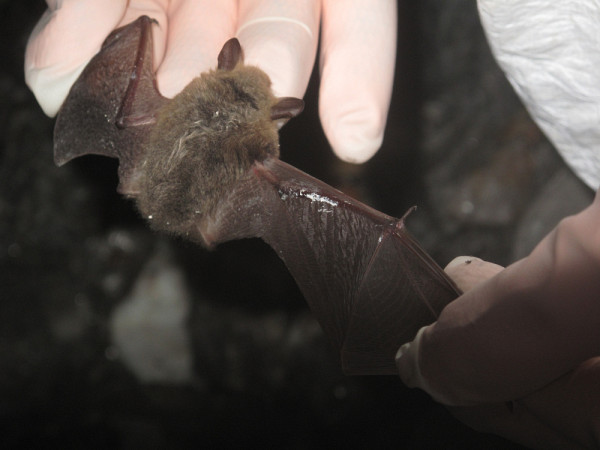 Ci-haut l&rsquo;&eacute;tat des ailes d&rsquo;une petite chauve-souris brune atteinte du syndrome du museau blanc. Dans certains des cas &eacute;tudi&eacute;s, leur gu&eacute;rison a &eacute;t&eacute; compl&egrave;te&nbsp;: aucune trace de l&eacute;sion ou de cicatrice n&rsquo;&eacute;tait visible apr&egrave;s 70 jours.