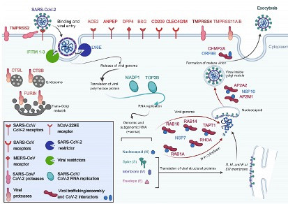 Sch&eacute;ma d&eacute;montrant l'entr&eacute;e de la COVID-19 dans la cellule humaine