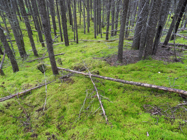 Colonies de mousses recouvrant le sol en forêt boréale Québécoise .