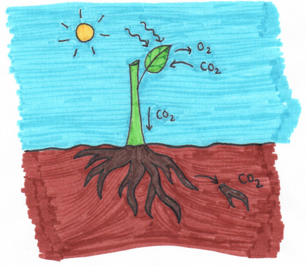 La plante absorbe le CO2 et le stocke dans ses racines et ses feuilles.
