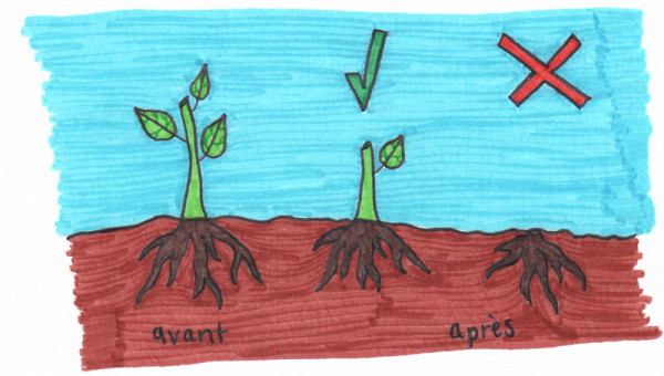La surconsommation de la plante ne permet pas de séquestrer du carbone dans le sol efficacement. Une consommation responsable est donc préconisée.