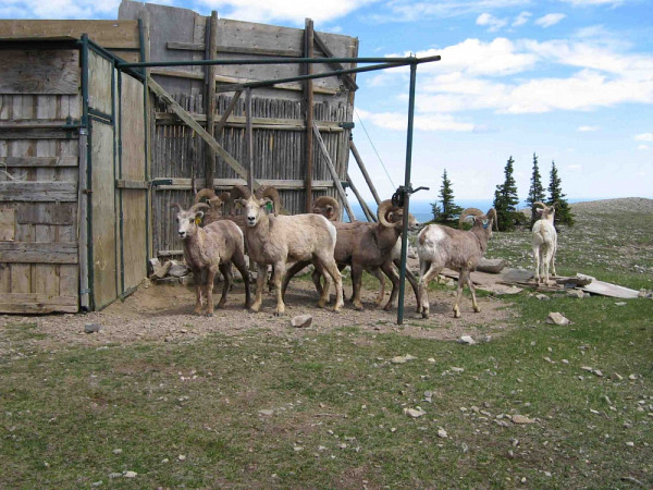 La «trappe» de Ram Mountain, en Alberta; c'est le camp de recherche où sont effectuées, notamment, les opérations de recensement.