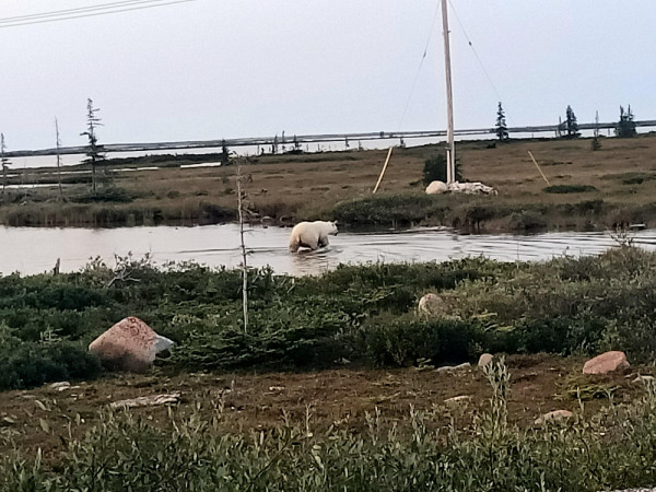 Ours polaire près de la station de recherche