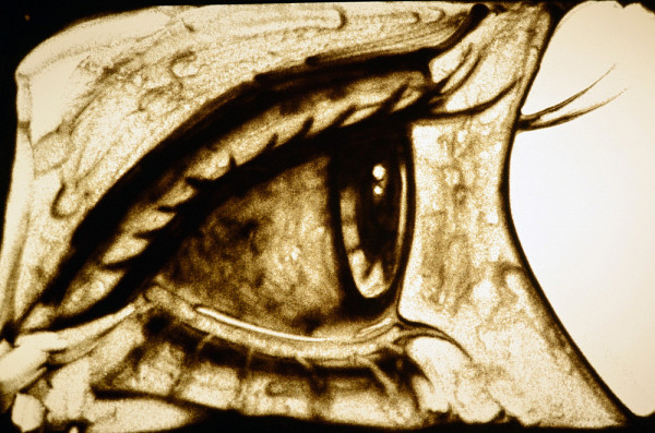 Oeil de sable, r&eacute;alis&eacute; par Jos&eacute;e Courtemanche.