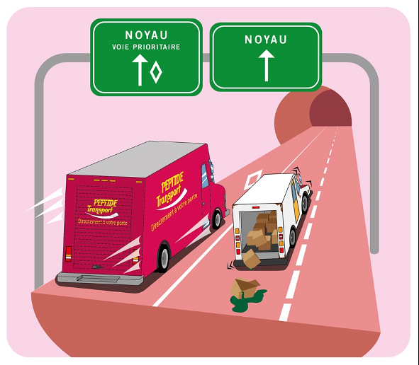 Illustration de la distribution du m&eacute;dicament au noyau cellulaire.&nbsp;