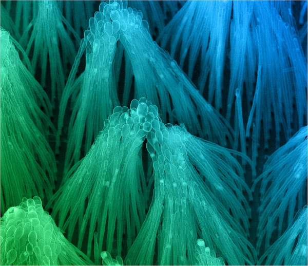 Image ayant reçu le 1er prix du concours de photos 2010 du LIA-LN2. Cette image prise au microscope électronique montre des réseaux de nanotubes en silice agglomérés par des phénomènes de capillarité.