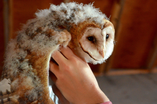 Une chouette-effraie (Barn Owl), une espèce en péril qui vit sur la ferme.