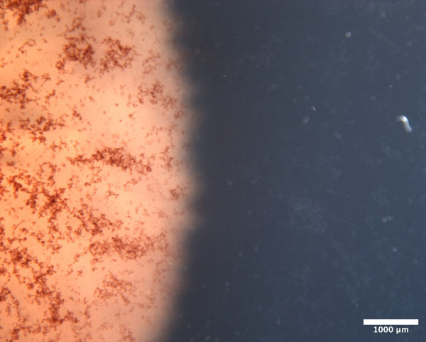On peut visualiser la pulcherrimine (précipité de fer) sous le biofilm de Bacillus subtilis après 48 h de croissance (échelle = 1000 µm).