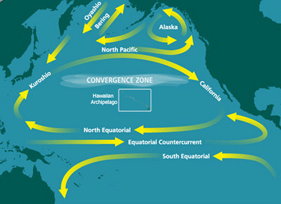 Phénomène du tourbillon du Pacifique Nord (tiré de : Wikipédia, s.d.)