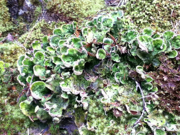 Lichens prélevés dans le Nord québécois.