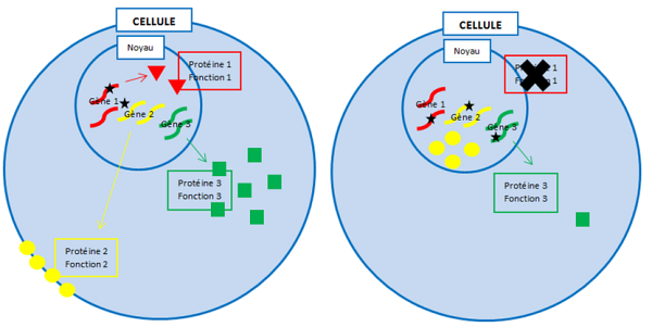 Schéma 1. Du gène à la protéine (cellule de gauche) et différents types de « mutations » (*) sur les gènes 1, 2 et 3 (cellule de droite).