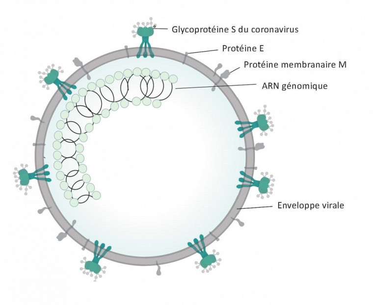 Source de l'image : https://commons.wikimedia.org/wiki/File:Coronavirus_virion_structure.svg Traduction : Pr Francis Beaudry