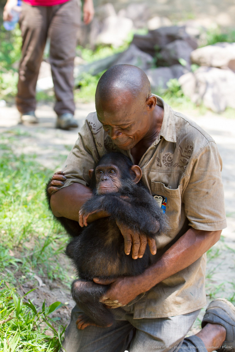 ISF protège les grands singes en Afrique (région du Mayumbe, située à l'ouest de la République démocratique du Congo)