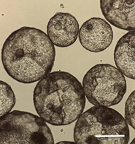 L'image montre des agrégats 3D en suspension (également appelés embryoïdes) de cellules souches pluripotentes induites et de cellules auxiliaires. Les cellules auxiliaires de ces agrégats 3D favorisent la génération de cellules souches musculaires à partir des cellules CSPi. Chacun de ces agrégats est composé de centaines de milliers de cellules.