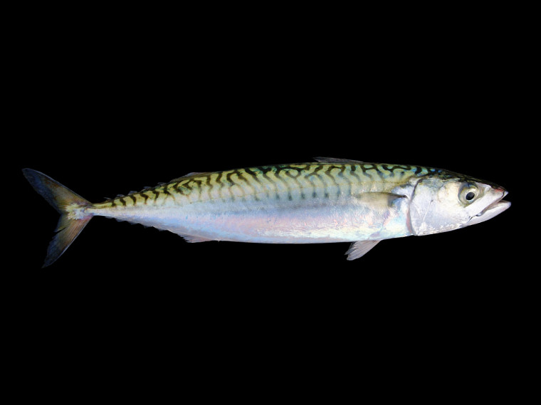 Le maquereau est l’un des poissons les plus riches en oméga-3. Une portion de 100 g fournit plus de deux fois la recommandation journalière.