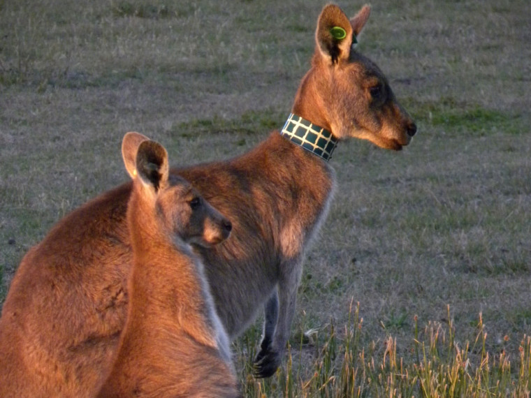 Mère kangourou et sa fille, âgée de 13 mois.  Elles ont passé plus de 90% de leur temps ensemble lorsque la jeune avaient entre 10 à 21 mois. Elle a été sevrée à l'age de 18 mois et a survécu au moins jusqu'à l'âge de 7 ans.