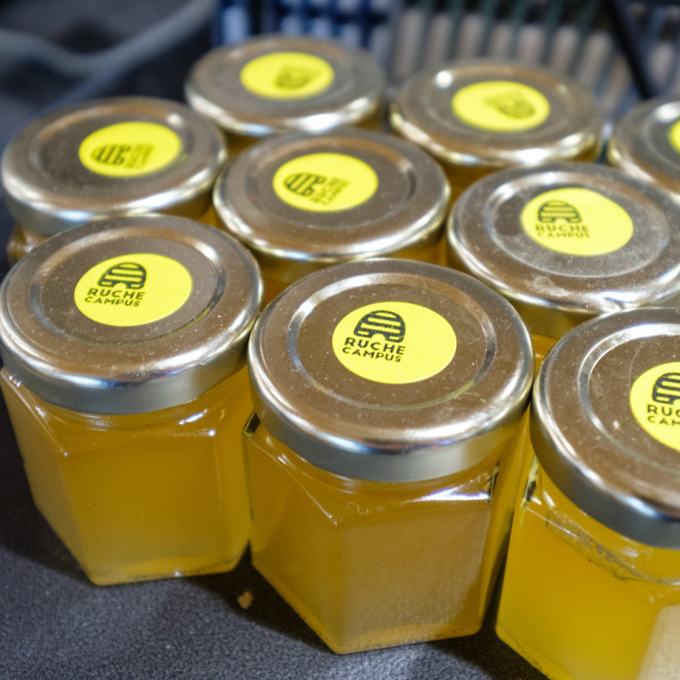 Il n'y a pas plus local que le miel de Ruche Campus : en plus d'être récolté sur le Campus principal, il est extrait et mis en pots dans la cuisine de la cafétéria!