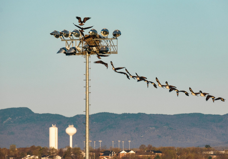 Photomontage illustrant des balbuzards en plein vol, qui ont fait leur nid au Campus principal au printemps dernier.