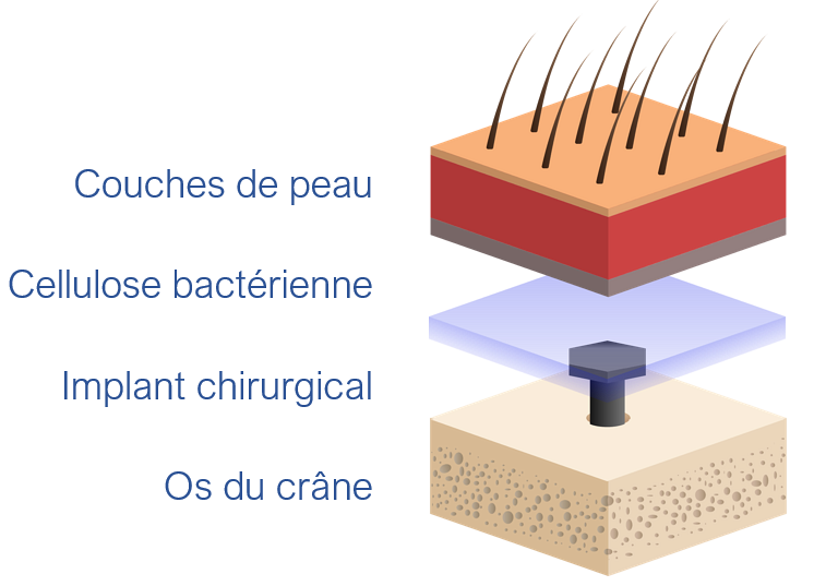 Schéma de la membrane de cellulose bactérienne d'AxCell Labs