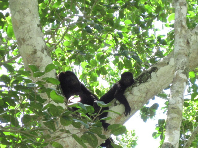 Les singes hurleurs noirs évoluent au sommet d'arbres d'une trentaine de mètres de hauteur.