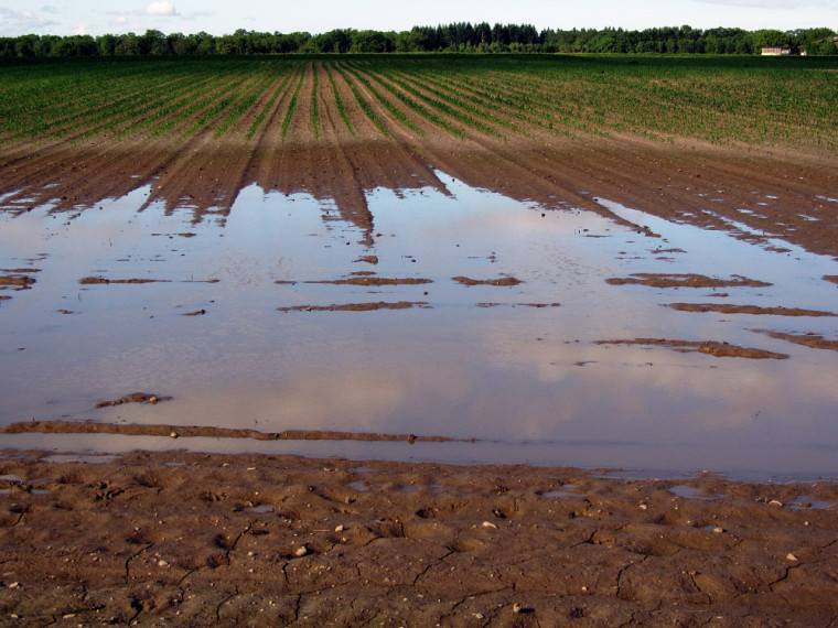 Les champs inondés sont une conséquence des changements climatiques.
