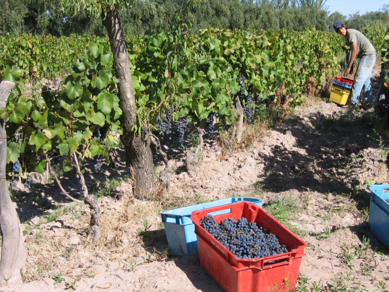 Vignoble Soluna Wines, Argentine