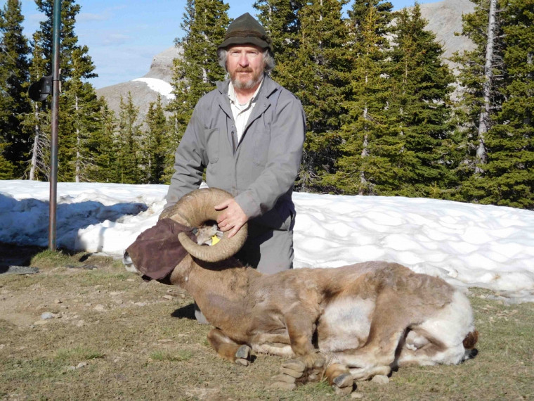 Le Pr Marco Festa-Bianchet, lors d'une étude de terrain en Alberta en juin 2016. Ce mouflon est masqué pour le garder calme. Après les mesures, il sera simplement relâché.
