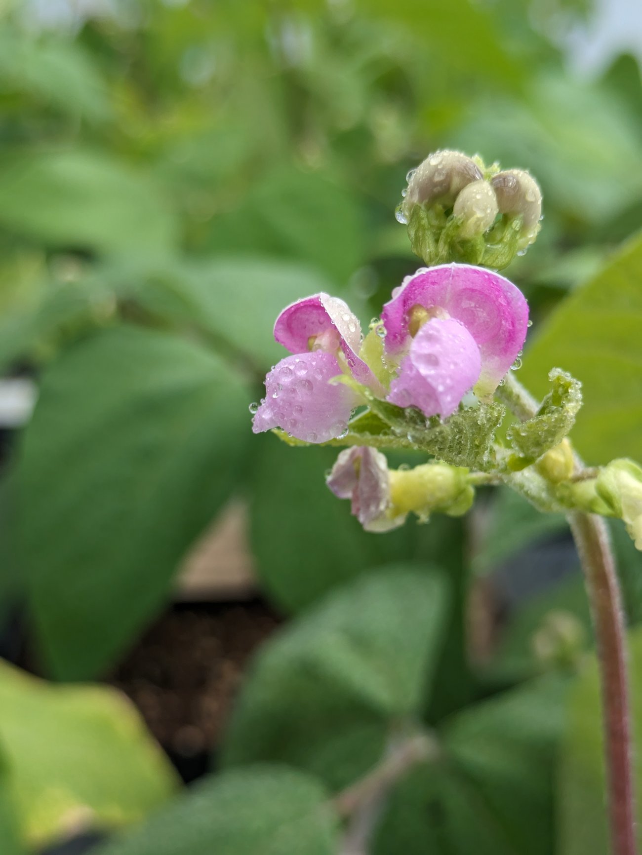 Photo des fleurs d'haricots