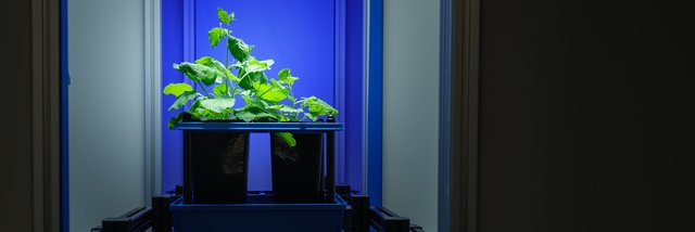 Photo d'une plante sur le convoyeur de la serre