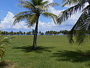 VÃ©gÃ©tation du sud de l'Ã®le de Guam.