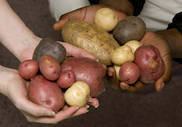 Selon l'ONU, la pomme de terre sera un élément important pour la sécurité alimentaire des générations présentes et futures, d'où l'idée de lui consacrer l'année 2008.